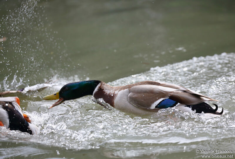 Mallard male adult, identification, aspect, Behaviour