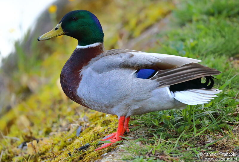 Mallard male adult, identification, aspect