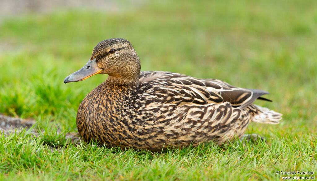 Canard colvert femelle adulte, identification, composition