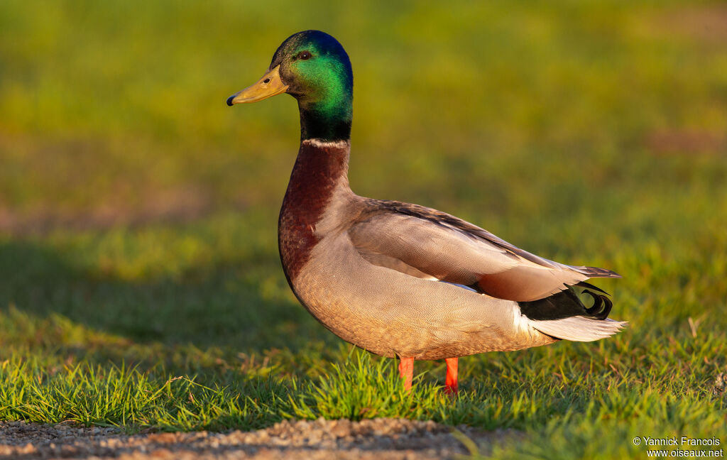 Canard colvert mâle adulte nuptial, identification, composition