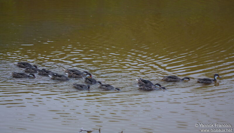 Canard des Bahamasadulte, habitat, nage, mange