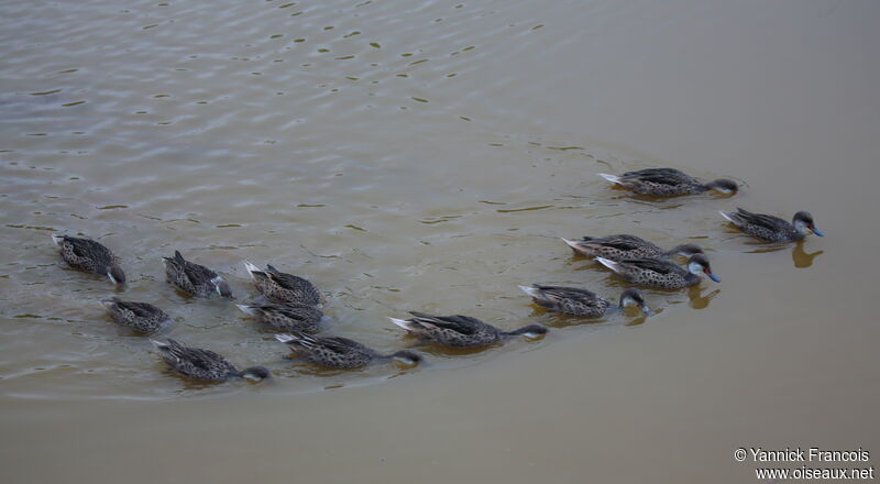 Canard des Bahamasadulte, habitat, composition, nage, mange