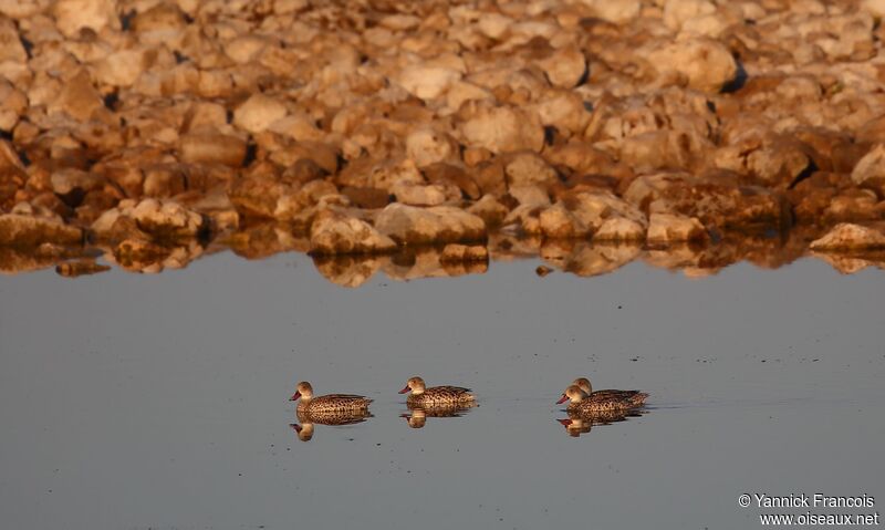 Canard du Capadulte, habitat, composition, nage