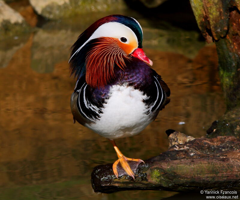 Canard mandarin mâle adulte nuptial, identification, composition