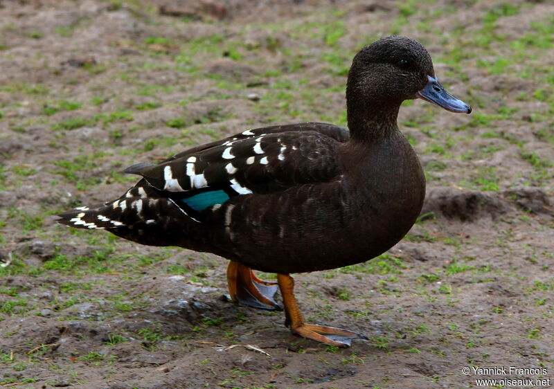 Canard noirâtreadulte, composition