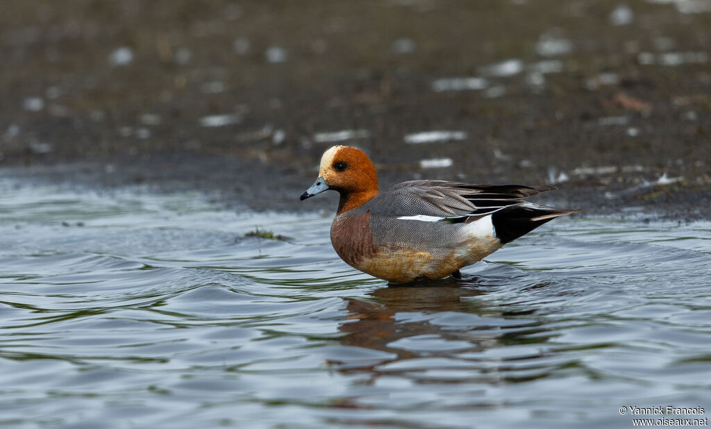 Canard siffleur mâle adulte nuptial, identification, composition