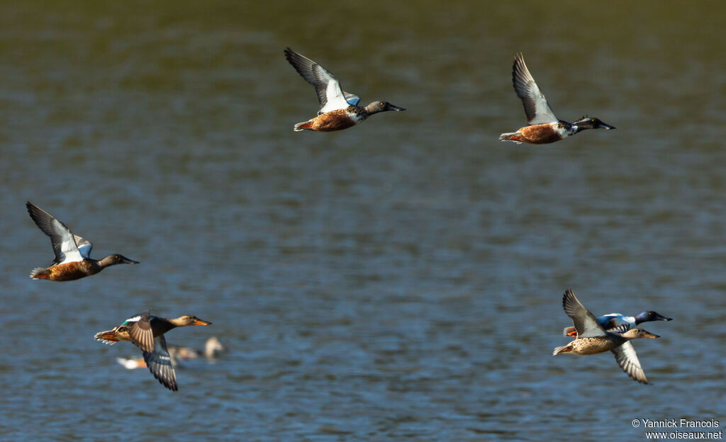 Canard souchetadulte, Vol