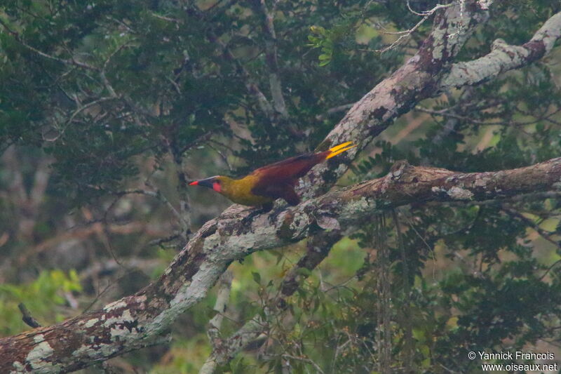 Cassique du Para, habitat