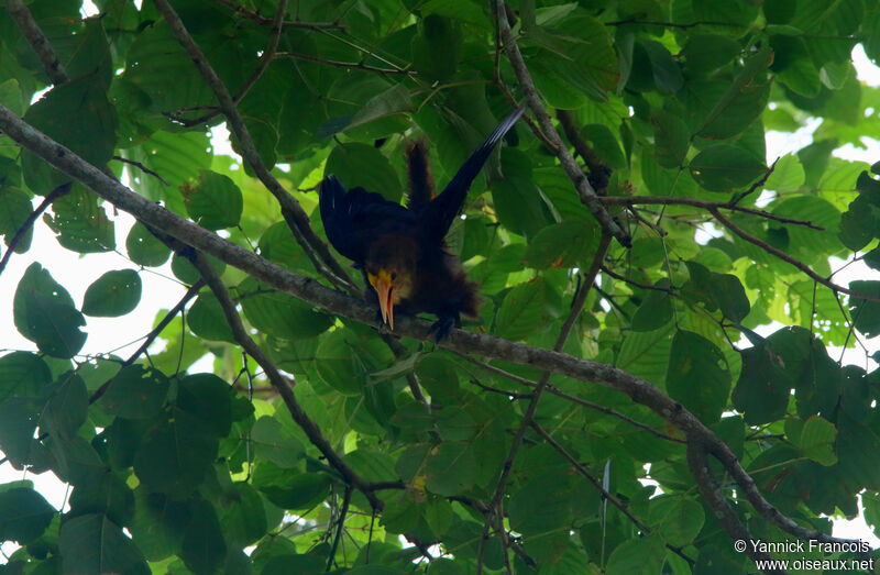 Cassique roussâtreadulte, habitat, chant