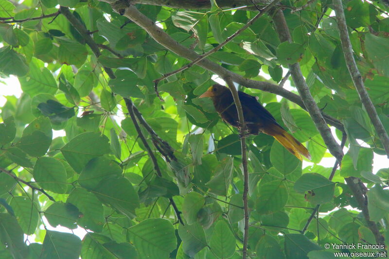 Cassique roussâtreadulte, habitat, composition