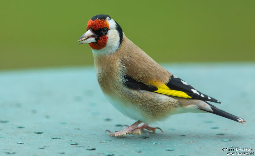 Chardonneret élégant