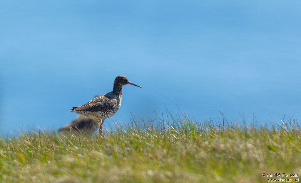 Common Redshankadult breeding, habitat, aspect