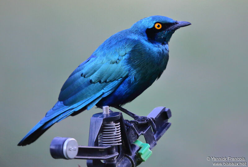 Greater Blue-eared Starlingadult, identification, aspect