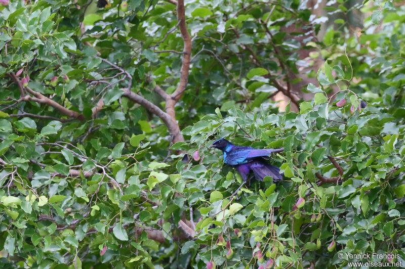 Choucador de Burchelladulte, habitat, composition