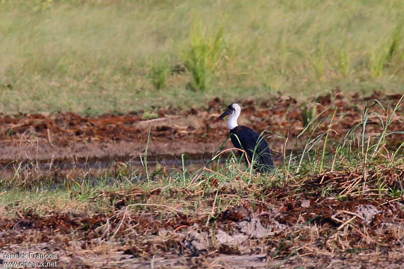 Cigogne à pattes noires