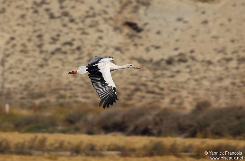 Cigogne blanche, composition, Vol