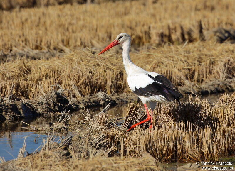 Cigogne blancheadulte, habitat, composition, marche