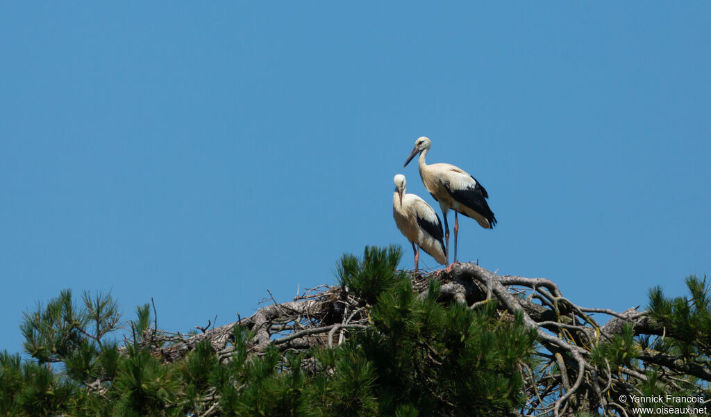 White Storkjuvenile, habitat, aspect