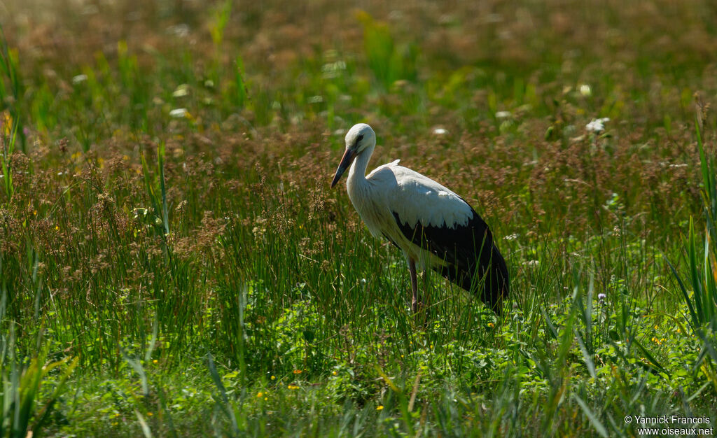 White Storkjuvenile, habitat, aspect