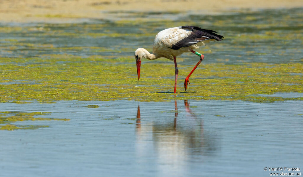White Storkadult, identification, aspect, fishing/hunting
