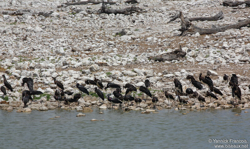 Cigogne d'Abdim, habitat