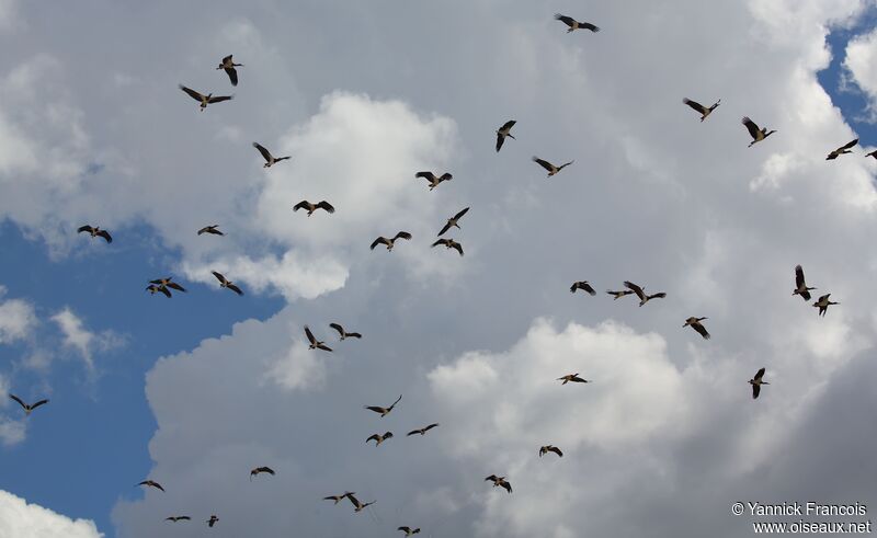 Cigogne d'Abdim, Vol