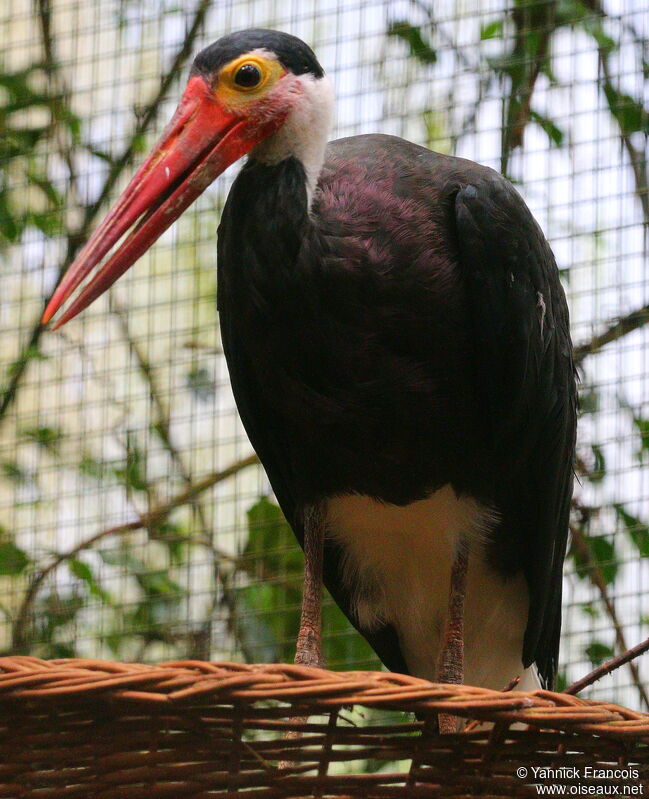 Cigogne de Stormadulte, identification, composition