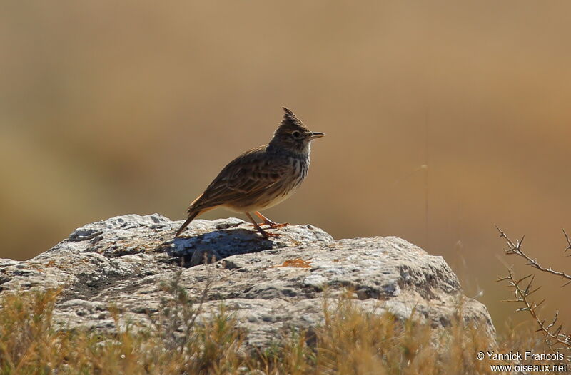 Cochevis de Théklaadulte, habitat, composition