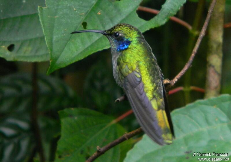 Colibri cyanote, identification, composition