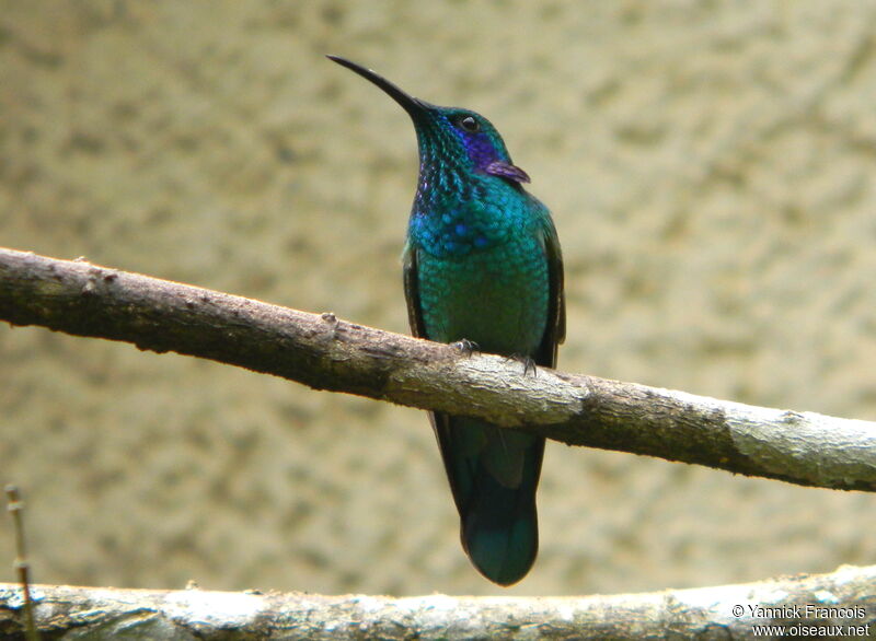 Colibri cyanoteadulte, identification, composition