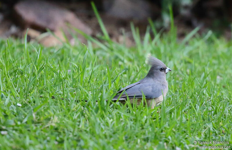 White-backed Mousebirdadult, identification, aspect