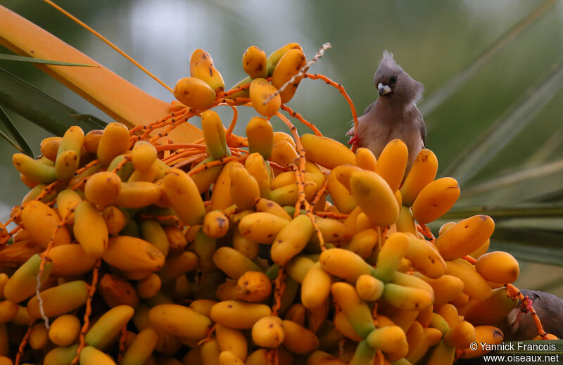 White-backed Mousebirdadult, habitat, aspect