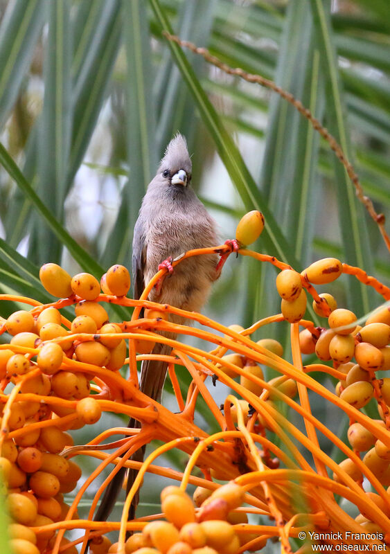 White-backed Mousebirdadult, identification, aspect