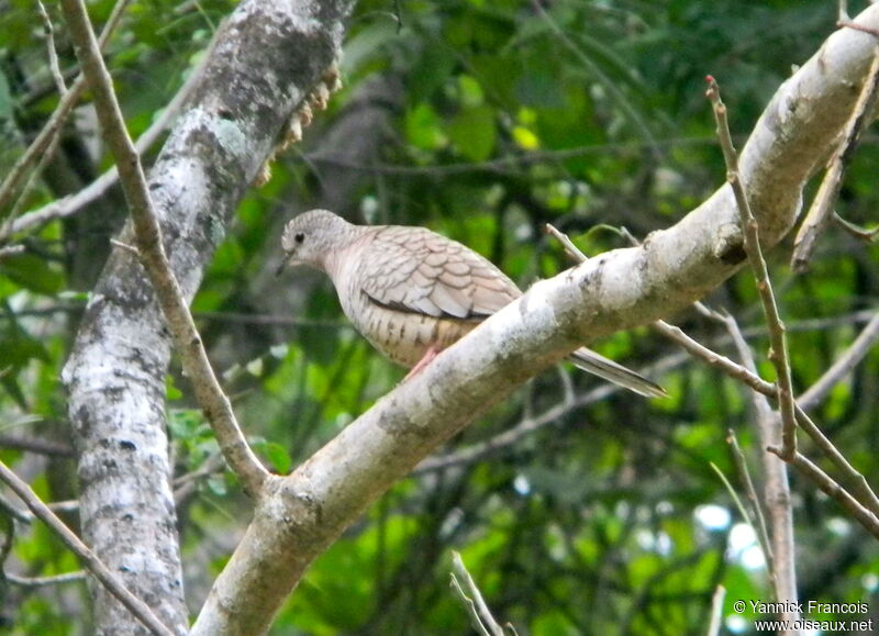 Colombe incaadulte, habitat, composition