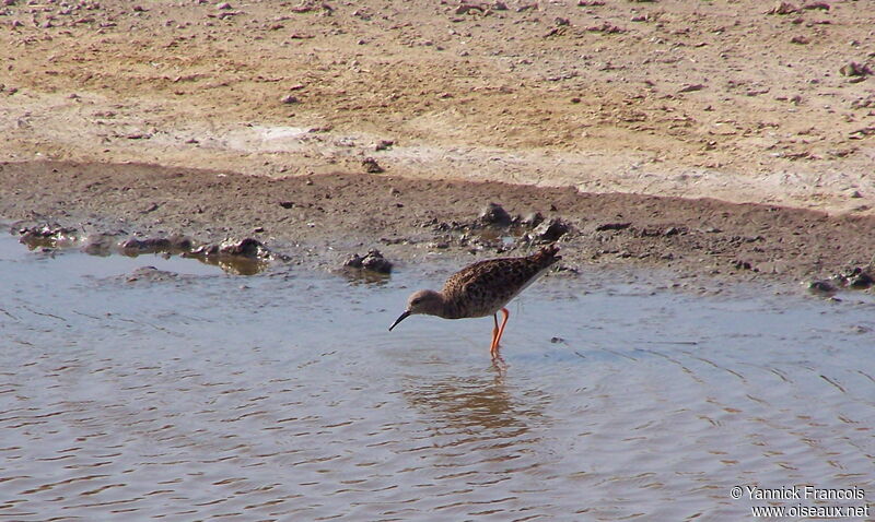 Combattant variéadulte internuptial, identification, composition