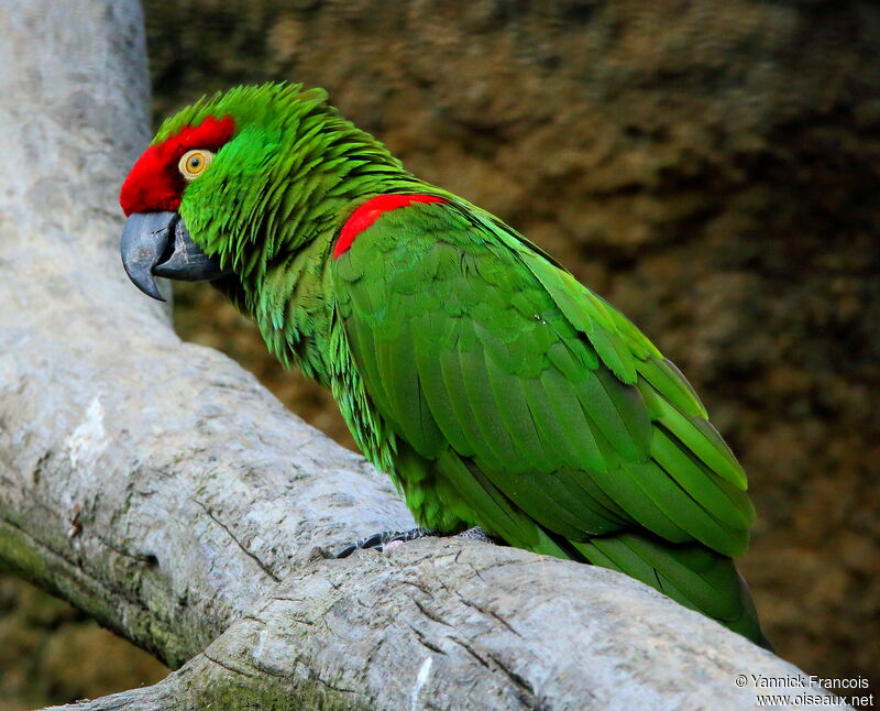 Thick-billed Parrotadult, identification, aspect