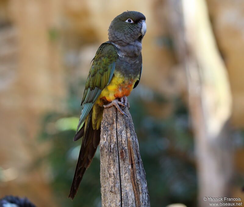 Conure de Patagonieadulte, identification, composition