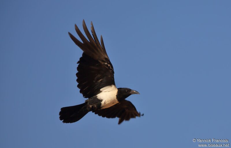 Pied Crowadult, aspect, Flight