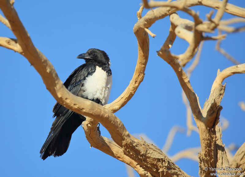 Pied Crowadult, identification, aspect