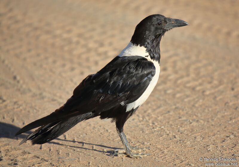 Pied Crowadult, identification, aspect