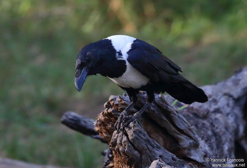 Corbeau pieadulte, identification, composition