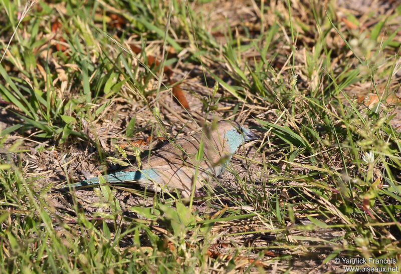 Cordonbleu de l'Angola femelle adulte, habitat, composition