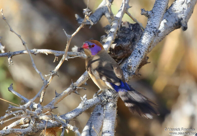 Violet-eared Waxbill female adult, identification, aspect