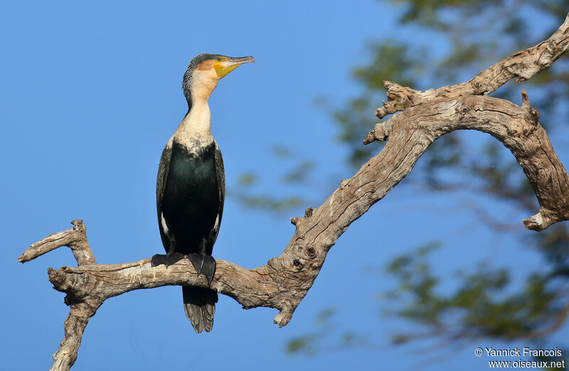 Cormoran à poitrine blancheadulte, habitat, composition