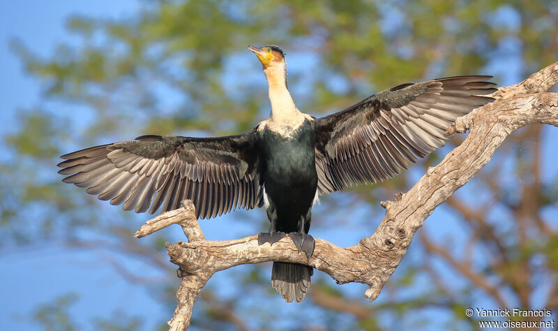 Cormoran à poitrine blancheadulte, identification, composition