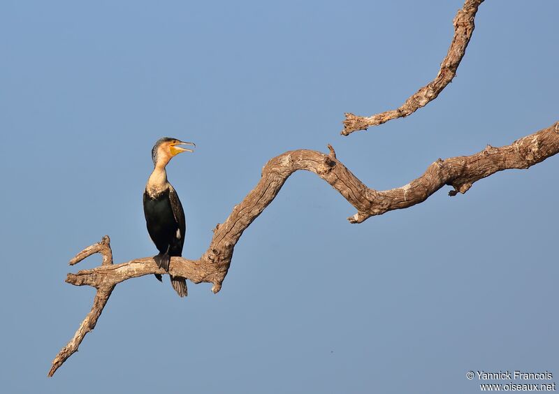 Cormoran à poitrine blancheadulte, habitat, composition