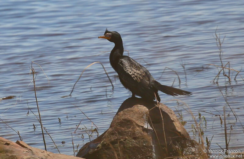 Cormoran africainadulte nuptial, habitat, composition