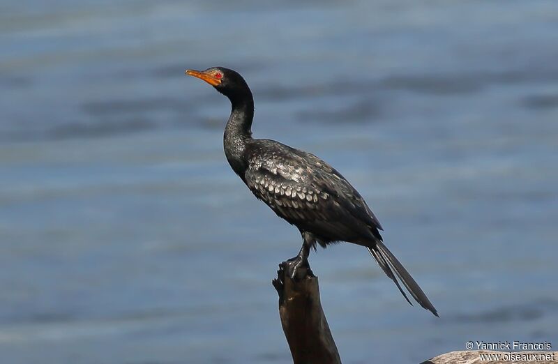 Cormoran africainadulte, identification, composition