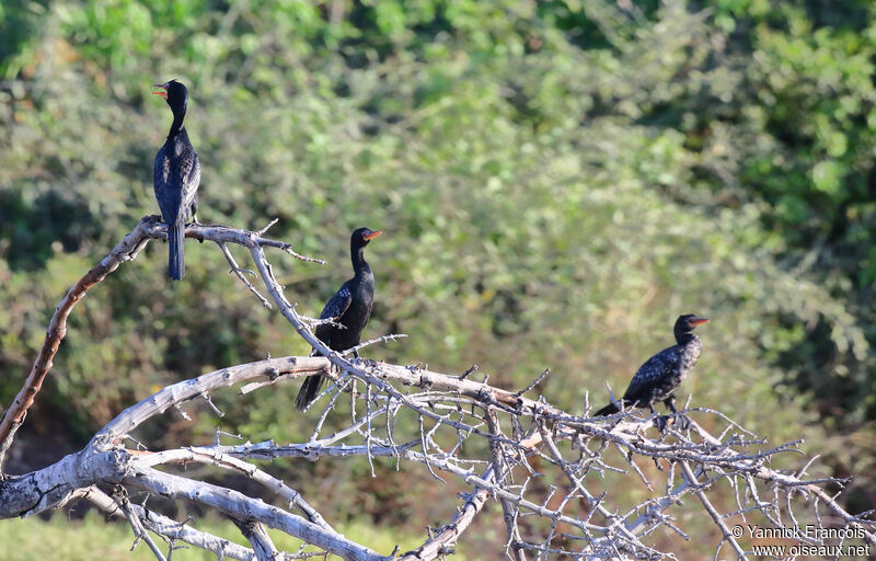 Cormoran africain, habitat, composition