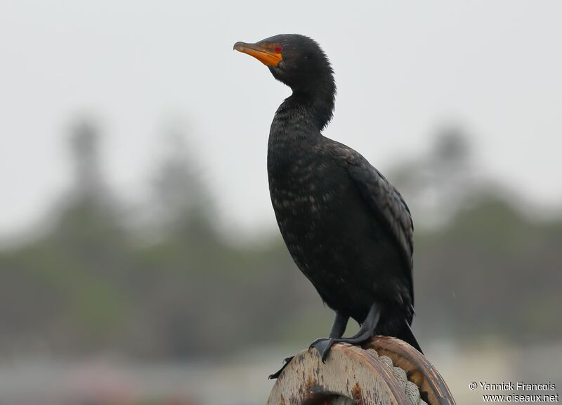 Cormoran couronnéadulte, identification, composition